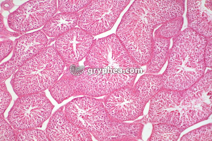 Testicule Oiseau CT x40 - gryphea.com